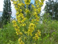 Verbascum lychnitis 14, Melige toorts, Saxifraga-Rutger Barendse