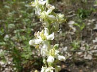 Verbascum lychnitis 16, Melige toorts, Saxifraga-Rutger Barendse