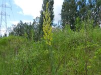 Verbascum lychnitis 17, Melige toorts, Saxifraga-Rutger Barendse