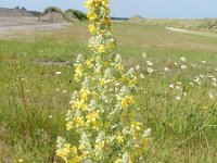 Verbascum lychnitis 20, Melige toorts, Saxifraga-Rutger Barendse