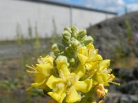 Verbascum lychnitis 21, Melige toorts, Saxifraga-Rutger Barendse