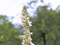 Verbascum lychnitis 25, Melige Toorts, Saxifraga-Jeroen Willemsen