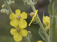 Verbascum lychnitis 27, Melige toorts, Saxifraga-Willem van Kruijsbergen