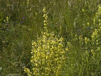 Verbascum lychnitis 3, Melige toorts, Saxifraga-Jan van der Straaten