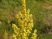 Verbascum lychnitis 5, Melige toorts, Saxifraga-Branko Bakan