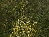 Verbascum lychnitis 6, Melige toorts, Saxifraga-Jan van der Straaten