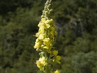 Verbascum lychnitis 8, Melige toorts, Saxifraga-Marijke Verhagen