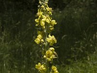 Verbascum lychnitis 9, Melige toorts, Saxifraga-Marijke Verhagen