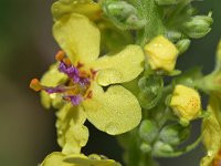 Verbascum nigrum 48, Zwarte toorts, Saxifraga-Tom Heijnen