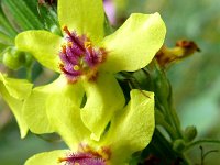 Verbascum nigrum 49, Zwarte toorts, Saxifraga-Tom Heijnen