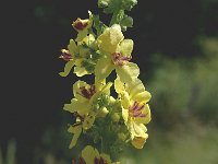 Verbascum nigrum 5, Zwarte toorts, Saxifraga-Marijke Verhagen