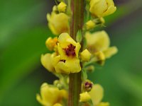 Verbascum nigrum 50, Zwarte toorts, Saxifraga-Tom Heijnen