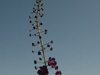 Verbascum phoeniceum 3, Saxifraga-Bas Klaver