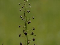 Verbascum phoeniceum 5, Saxifraga-Bas Klaver