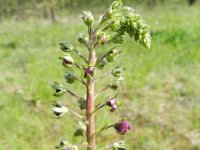 Verbascum phoeniceum 6, Saxifraga-Rutger Barendse