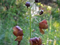 Verbascum phoeniceum 7, Saxifraga-Ed Stikvoort