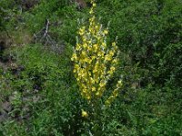 Verbascum saccatum 2, Saxifraga-Ed Stikvoort