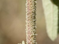 Verbascum sinuatum 2, Saxifraga-Sonja Bouwman  Z39. Golfbladige toorts - Verbascum sinuatum - Scrophulariaceae familie