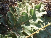 Verbascum sinuatum 4, Saxifraga-Sonja Bouwman  Z39. Golfbladige toorts - Verbascum sinuatum - Scrophulariaceae familie