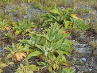 Verbascum speciosum 17, Kandelaartoorts, Saxifraga-Ed Stikvoort