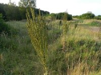 Verbascum speciosum 36, Kandelaarstoorts, Saxifraga-Rutger Barendse