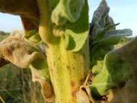 Verbascum speciosum 37 Kandelaarstoorts, Saxifraga-Rutger Barendse