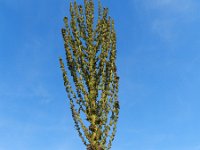 Verbascum speciosum 39, Kandelaarstoorts, Saxifraga-Rutger Barendse