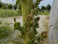 Verbascum speciosum 40, Kandelaarstoorts, Saxifraga-Rutger Barendse