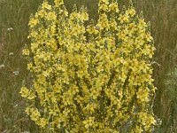 Verbascum speciosum 45, Kandelaartoorts, Saxifraga-Harry Jans  Verbascum speciosum