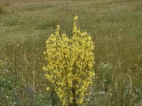 Verbascum speciosum 46, Kandelaartoorts, Saxifraga-Harry Jans  Verbascum speciosum