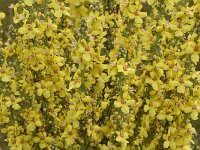 Verbascum speciosum 47, Kandelaartoorts, Saxifraga-Harry Jans  Verbascum speciosum