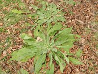 Verbascum speciosum 7, Kandelaarstoorts, Saxifraga-Rutger Barendse