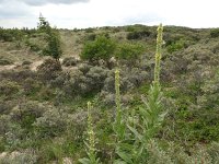 Verbascum thapsus 12, Koningskaars, Saxifraga-Jelle van Dijk