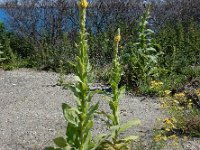 Verbascum thapsus 24, Koningskaars, Saxifraga-Ed Stikvoort