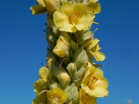 Verbascum thapsus 25, Koningskaars, Saxifraga-Ed Stikvoort