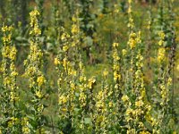 Verbascum thapsus 41, Koningskaars, Saxifraga-Hans Dekker