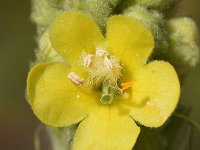 Verbascum thapsus 42, Koningskaars, Saxifraga-Sonja Bouwman  964. Koningskaars - Verbascum thapsus - Scrophulariaceae familie (i) Woerden, Zanderij (Maarn)