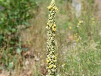 Verbascum thapsus 45, Koningskaars, Saxifraga-Sonja Bouwman  964. Koningskaars - Verbascum thapsus - Scrophulariaceae familie (i)