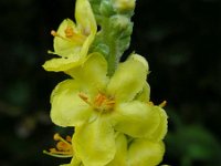 Verbascum thapsus ssp crassifolium 39, Saxifraga-Ed Stikvoort