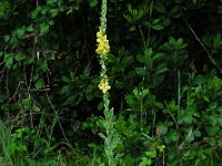 Verbascum thapsus ssp crassifolium 40, Saxifraga-Ed Stikvoort