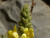 Verbascum thapsus ssp montanum 4, Saxifraga-Jan van der Straaten