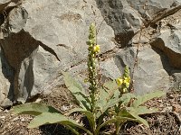 Verbascum thapsus ssp montanum 5, Saxifraga-Jan van der Straaten