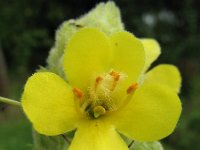 Verbascum thapsus 1, Koningskaars, Saxifraga-Rutger Barendse