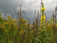 Verbascum thapsus 13, Koningskaars, Saxifraga-Harry van Oosterhout : plant, bloem, koningskaars