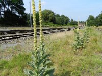 Verbascum thapsus 14, Koningskaars, Saxifraga-Rutger Barendse