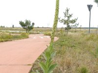 Verbascum thapsus 15, Koningskaars, Saxifraga-Rutger Barendse