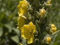 Verbascum thapsus 16, Koningskaars, Saxifraga-Jan van der Straaten