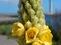 Verbascum thapsus 17, Koningskaars, Saxifraga-Ed Stikvoort