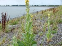 Verbascum thapsus 18, Koningskaars, Saxifraga-Ed Stikvoort