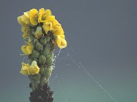 Verbascum thapsus 2, Koningskaars, Saxifraga-Jan Nijendijk